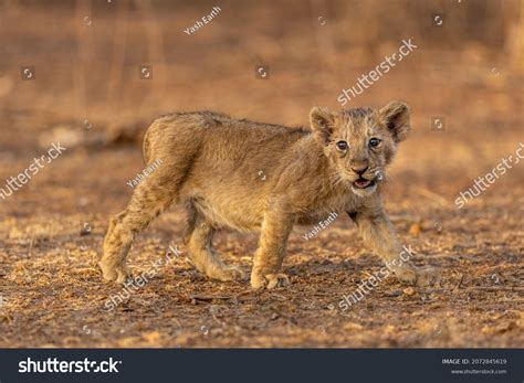 17 Gir safari booking Images, Stock Photos & Vectors | Shutterstock