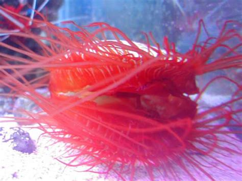 20 Electric Flame Scallop RupanSaffron