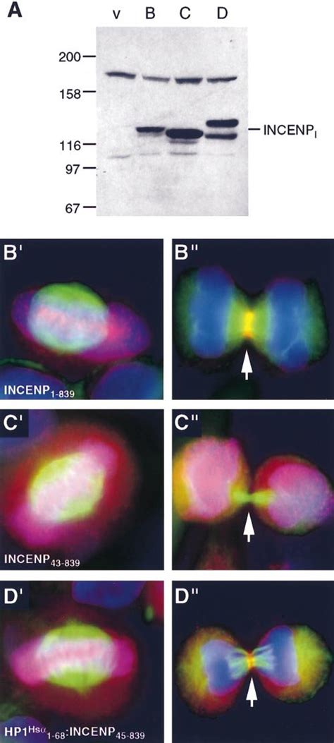 Fusion Of Incenp To The Chromo Domain Of Hp Hs Bypasses The