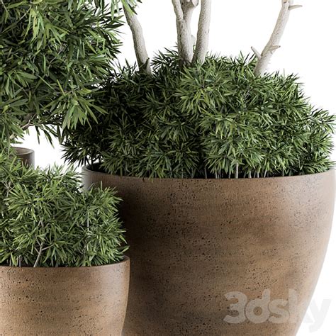 Outdoor Plants Tree In Concrete Pot Set 111 Outdoor 3D Model