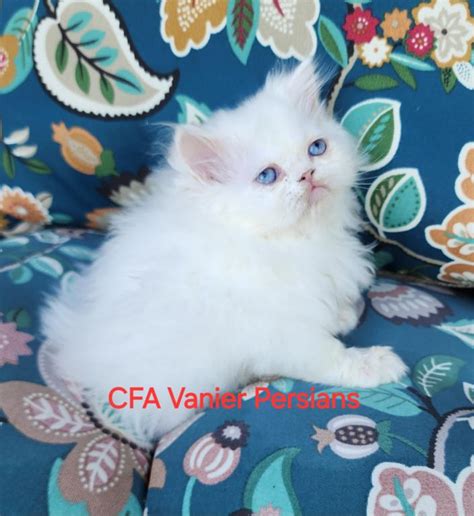 Cfa Vanier S Ole Blue Eyes Male Persian Kitten For Sale In Texas