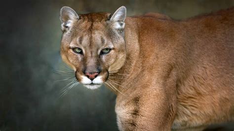 Hear a Mountain Lion Scream: What It Sounds Like and Why They Do It - A-Z Animals