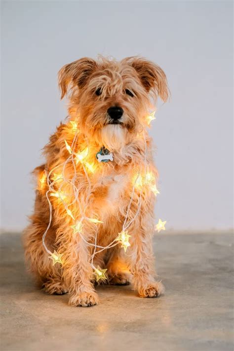 Cute Dog Wrapped In Christmas Lights Stock Image Image Of Obedient