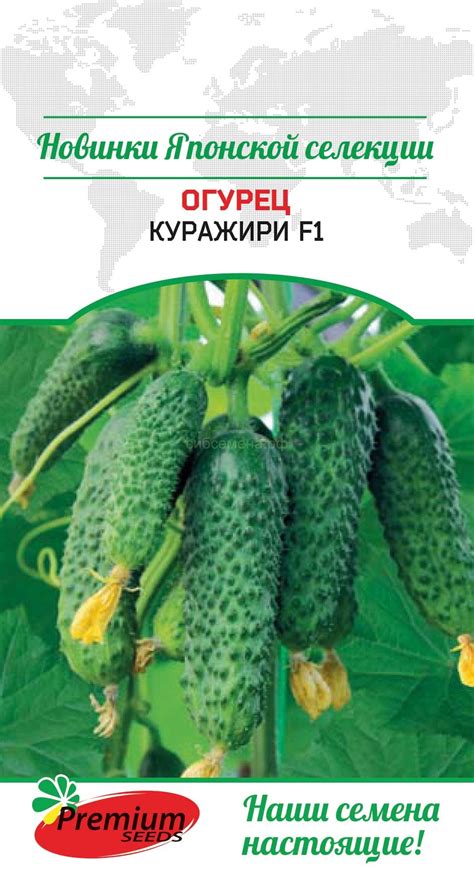 ОГУРЕЦ — Семена для Сибири