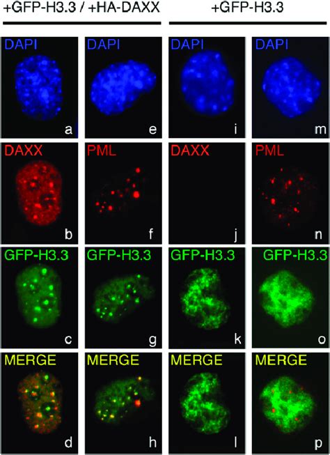 Daxx Targets H To Pml Nbs Resting Daxx Mef Cells Were