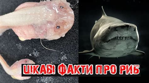 20 ЦІКАВИХ ФАКТІВ ПРО РИБ - YouTube