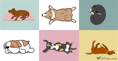 6 Puppy Sleeping Positions That Reveal A Lot About Your Beloved Dog