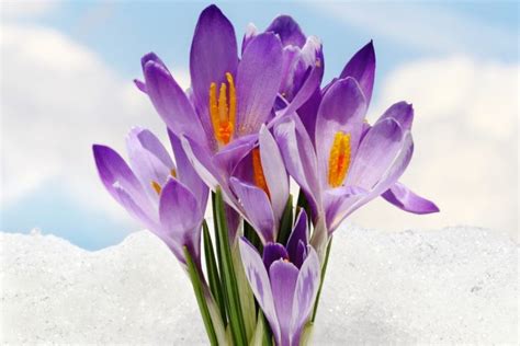 10 Winter Flowering Bulbs | Harper's Nurseries