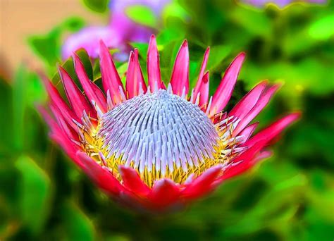 Protea Cynaroides The King Protea Giant Protea Honeypot Stock Image