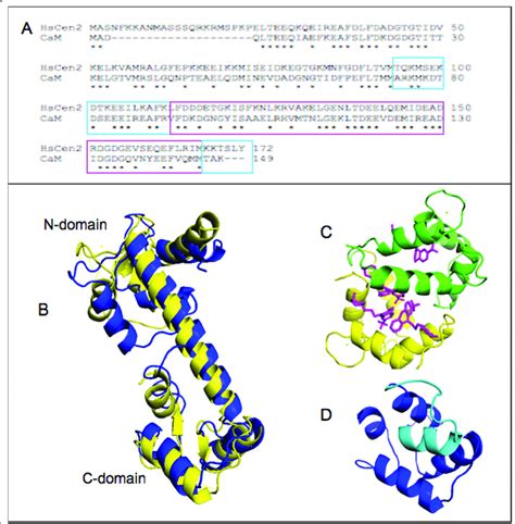 Sequence And Structural Homology Of Calmodulin And Centrin A