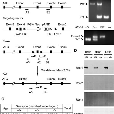 Targeted Disruption Of Murine Rcor1 Results In Embryonic Lethality A