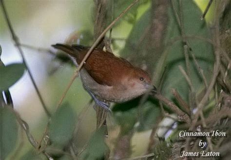 Cinnamon Ibon - BirdForum Opus | BirdForum