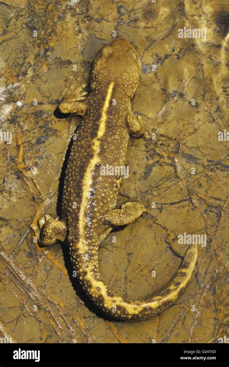 Salamandra pirenaica calotriton asper fotografías e imágenes de alta