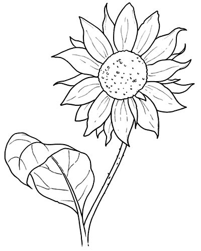 sunflower Sunflower Stencil, Sunflower Drawing, Sunflower Quilts ...