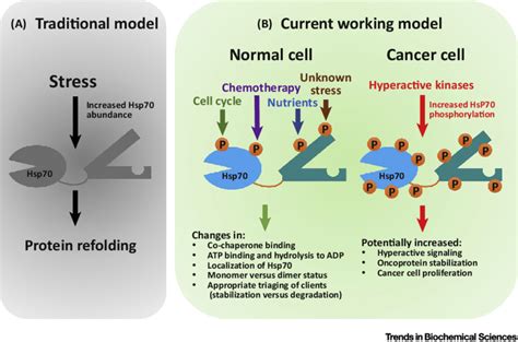 Models Of Heat Shock Protein Hsp Regulation A Hsp Regulation