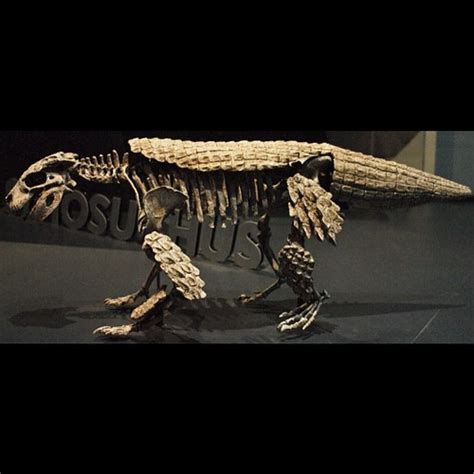 Simosuchus Meaning Pug Nosed Crocodile Is An Extinct G Flickr