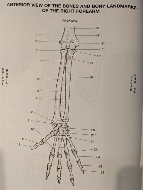 Bones And Bony Landmarks Of Right Forearm Anterior View Diagram Quizlet