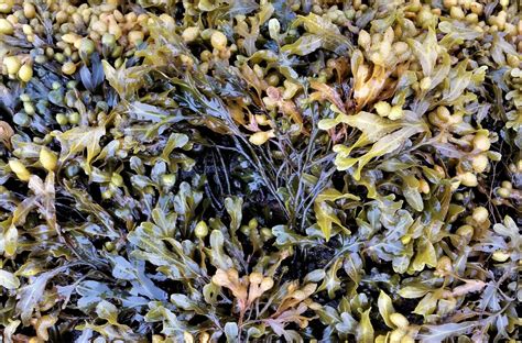 Species Spotlight Spiral Wrack Updates Horizon Seaweed