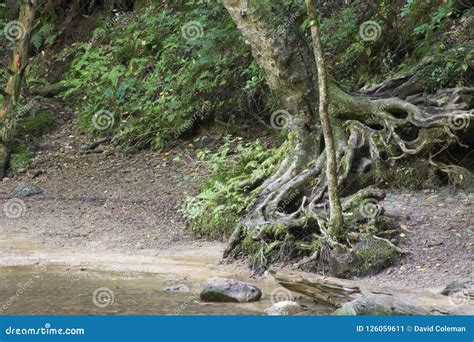 Trees With Exposed Roots Stock Image Image Of Large 126059611