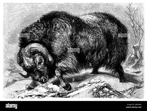 Musk Ox Black And White Stock Photos And Images Alamy