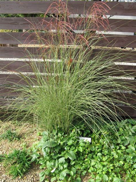 Bestel Miscanthus ‘Gracillimus’ voordelig bij Plantenweelde