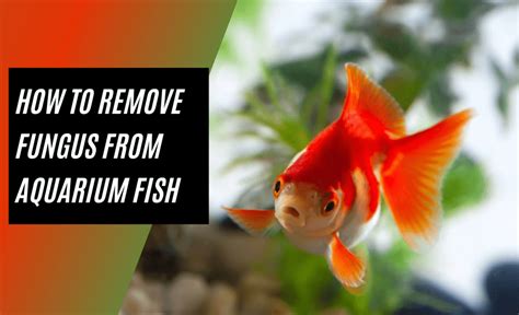 How To Remove Fungus From Aquarium Fish - BestFishKeeping