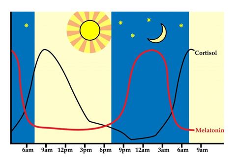 Regulating Circadian Rhythm And Why That S Important The Paleo Mom