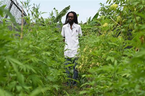 The scientist planting ganja smoked by Bob Marley - Africa Feeds