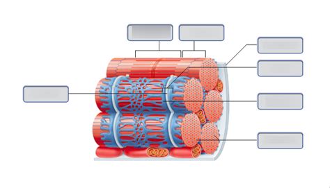 Microscopic Muscles Diagram Quizlet