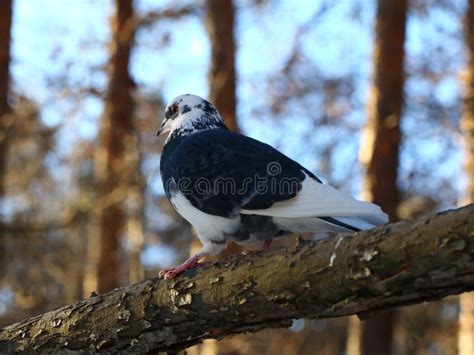 164 Naked Pigeon Stock Photos Free Royalty Free Stock Photos From Dreamstime