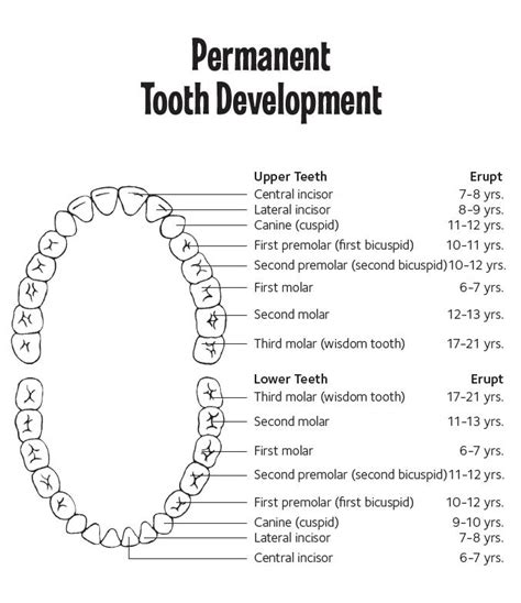 When Do Kids Start Losing Teeth? - Bountiful Dental