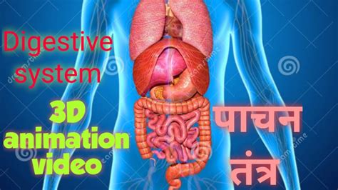 Digestion In Human In Hindi 3D Animation Digestive System In Hindi