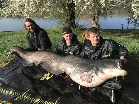 251-cm-Waller aus deutschem Baggersee - FISCH & FANG