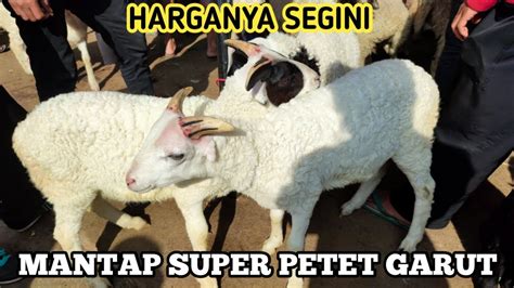 Update Harga Domba Garut Di Pasar Andir Terbaru HargaDomba YouTube