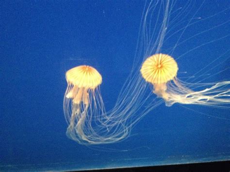 Georgia Aquarium | Georgia aquarium, Animals, Atlanta