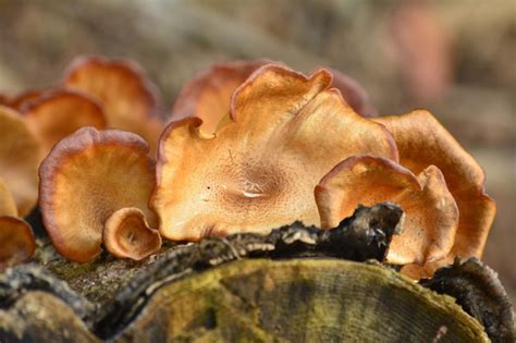 Primer Plano De Hongos Que Crecen En El Tronco De Un Rbol Foto Premium