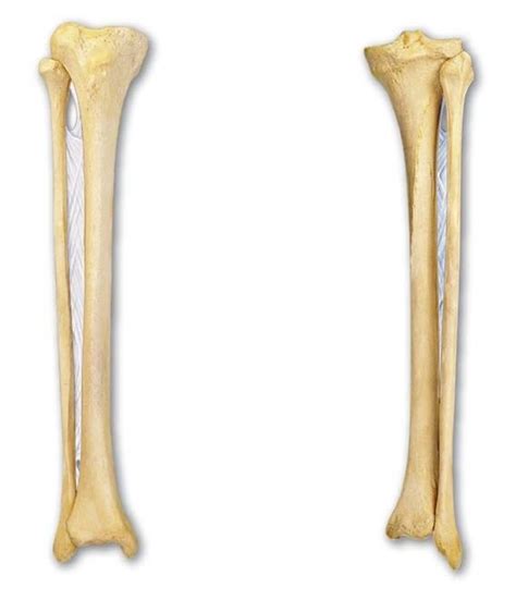 Tibia And Fibula Diagram Quizlet