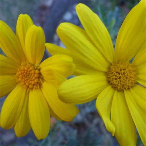 Euryops Pectinatus Silver Star Grey Leaved Euryops Silver Star Uploaded By Nojo920