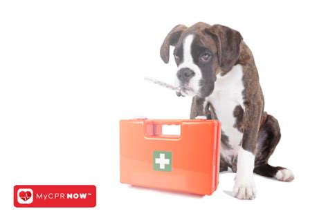 The Renewal Process for Your Pet CPR and First Aid Certification