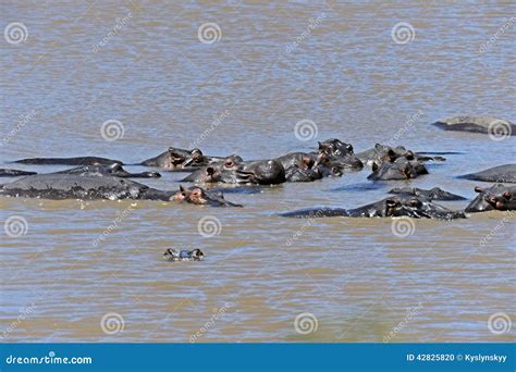 African hippo stock photo. Image of planet, hippo, aquatic - 42825820