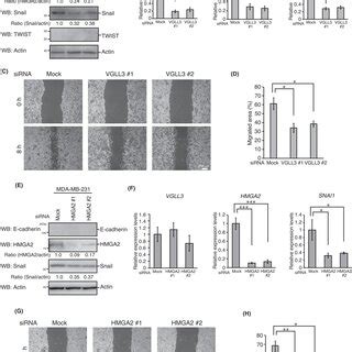 The VGLL3HMGA2 Axis Is Involved In Cell Motility In Mesenchymal Cancer