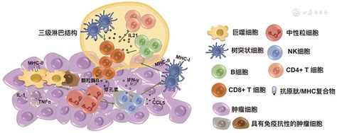 肿瘤免疫编辑中肿瘤微环境的变化 中华病理学杂志