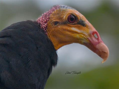 Aura Selv Tica Gu A De Aves Del Municipio De Man Casanare Colombia