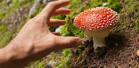 From Magic Mushrooms To Big Pharma A College Course Explores Nature