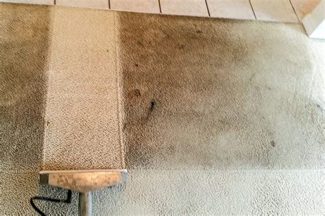 Top 5 Things Hidden in Your Carpets that You Don't Know About San