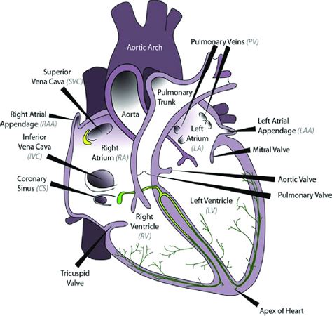 Heart Anatomy Diagram Quiz