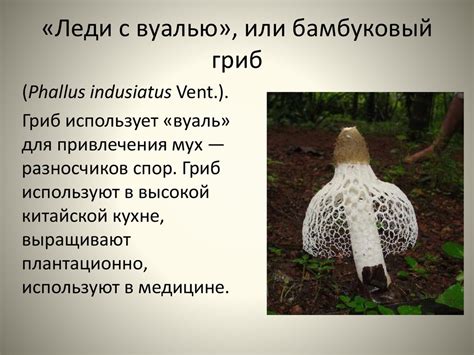 Необычные грибы - online presentation