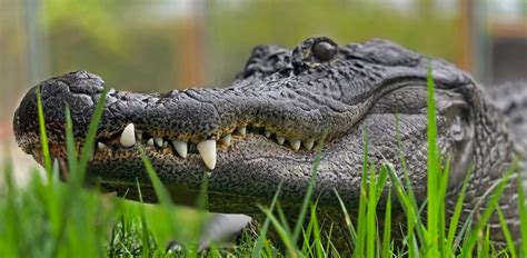 Are Alligators Dangerous To Humans? What You Need to Know