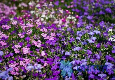 Lobelia erinus Palace Mix Sēklas Onava lv