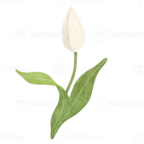 White Tulip Watercolor Illustration Png